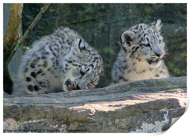 Marwell Snow Leopards Print by karen grist