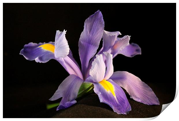  Iris in Bloom Print by karen grist