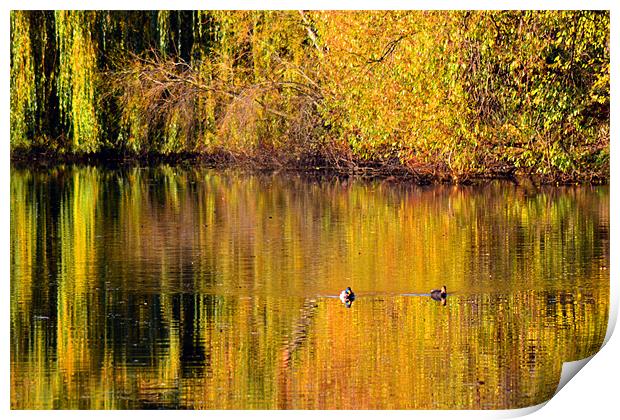 Autumn Reflections Print by Colin Metcalf