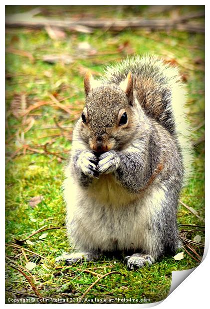 Pretty please can I have a nut Print by Colin Metcalf
