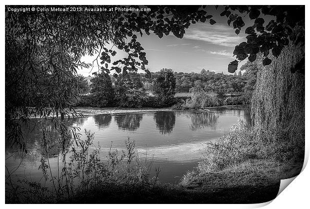 Through the Willows in Mono Print by Colin Metcalf