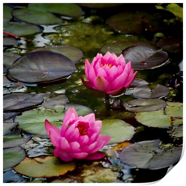  Pink Water Lilies Print by Colin Metcalf