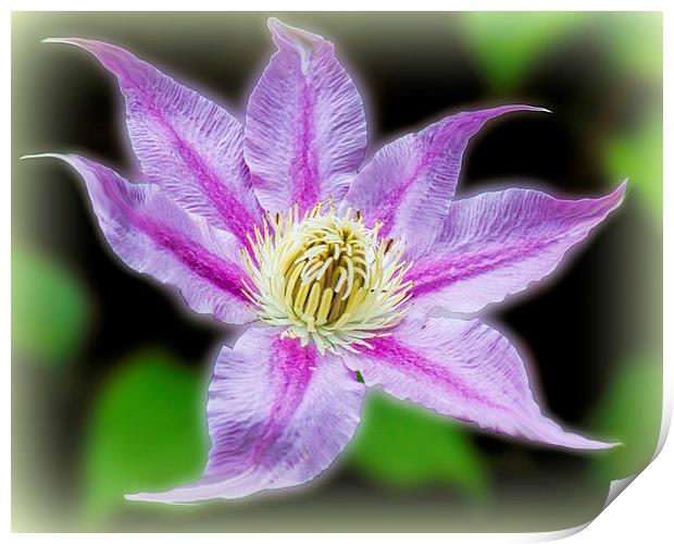  Clematis Surrealii Photoshopius Print by Colin Metcalf