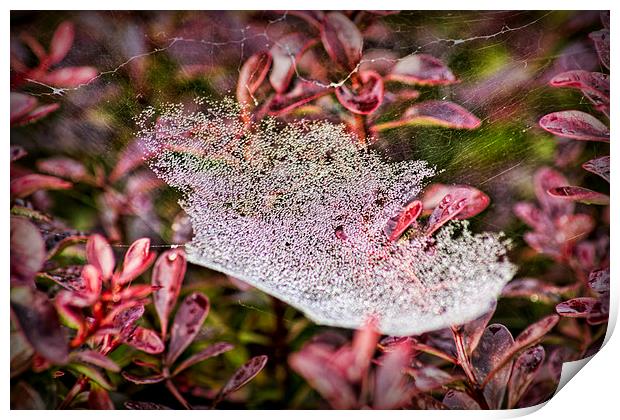  Jewelled Web Print by Colin Metcalf