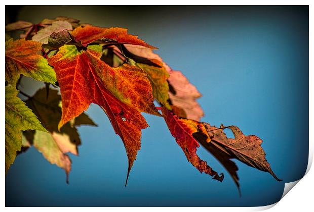  Autumn Glory Print by Colin Metcalf