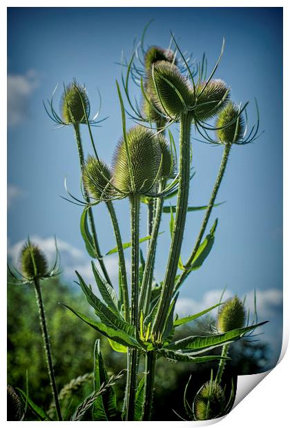 Teasel seed head Print by Colin Metcalf