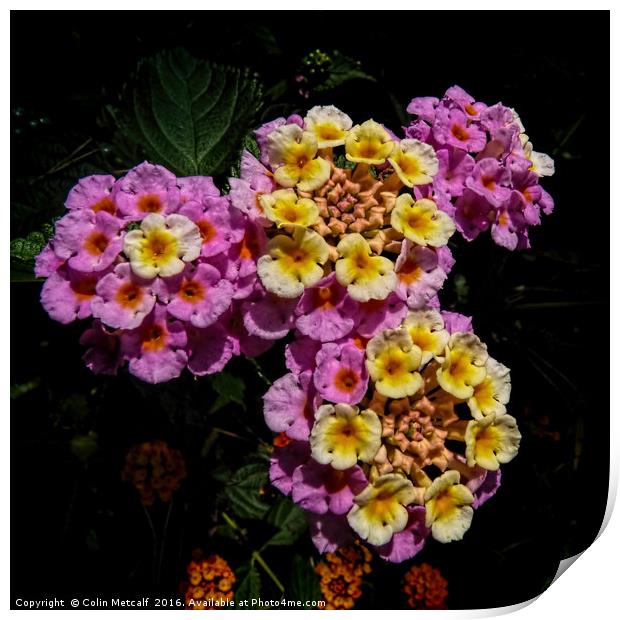 Pink and Yellow Blooms Print by Colin Metcalf