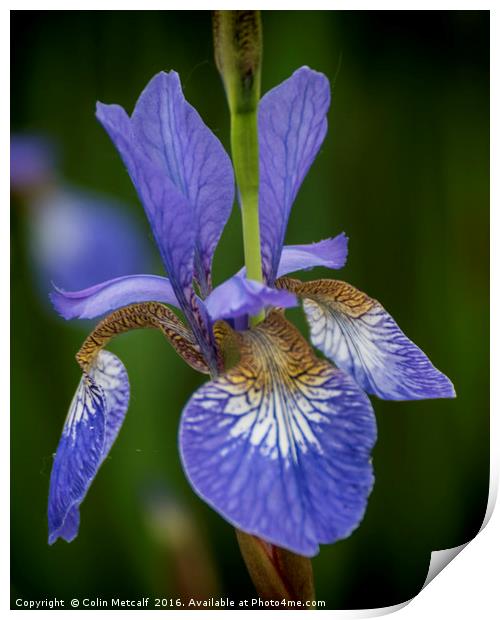 Blue Iris Print by Colin Metcalf