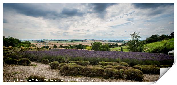 Yorkshire Lavender Pano Print by Colin Metcalf