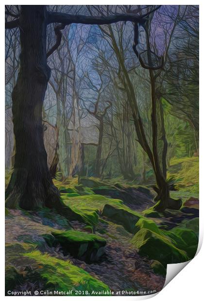 Winter Woodland Print by Colin Metcalf