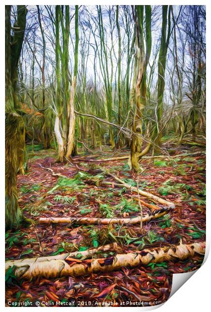 Golden Acre Woods Print by Colin Metcalf