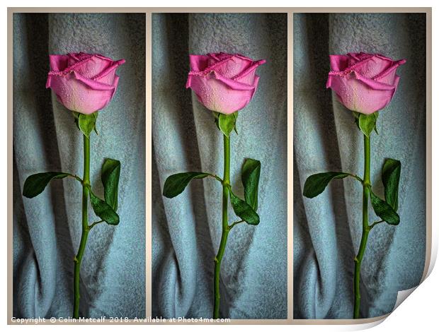 Dewed Rose Triptych Print by Colin Metcalf