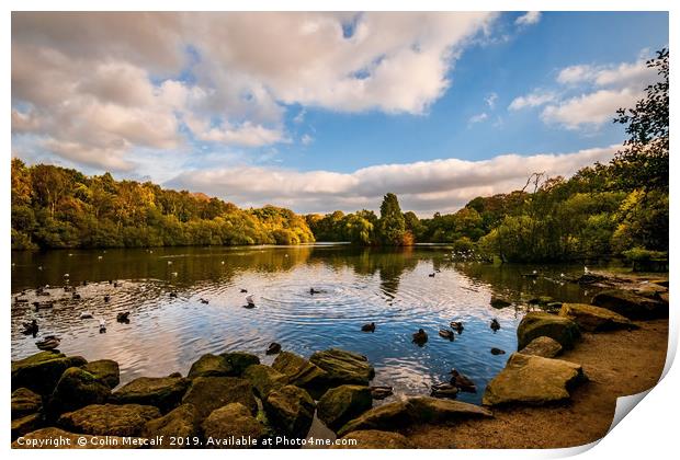 Golden Acre Park Print by Colin Metcalf