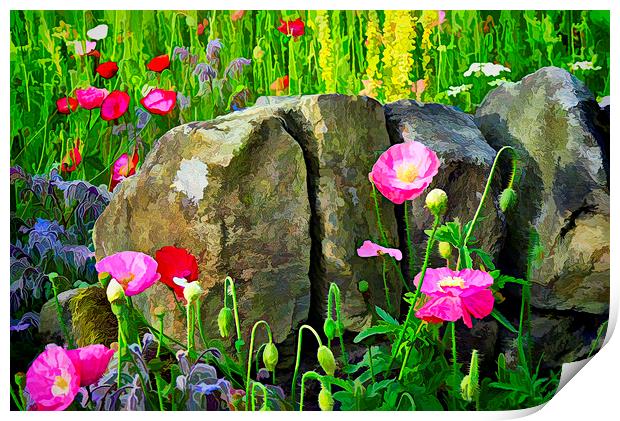 Poppies against a wall. Print by Colin Metcalf