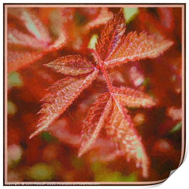 Spirea Leaf Print by Colin Metcalf