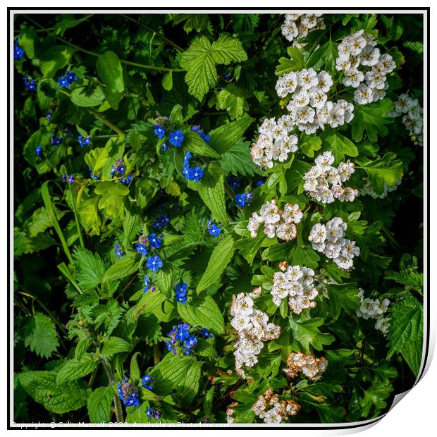 Hawthorn and Perennial Forget-Me-Nots Print by Colin Metcalf