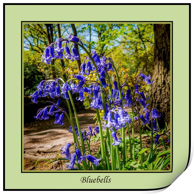Bluebells Print by Colin Metcalf