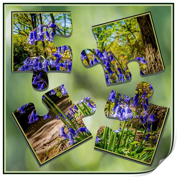 Bluebell Puzzle Print by Colin Metcalf
