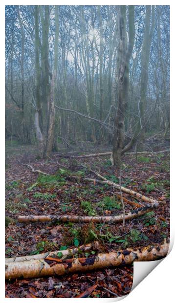 Misty Winter Woodland Print by Colin Metcalf