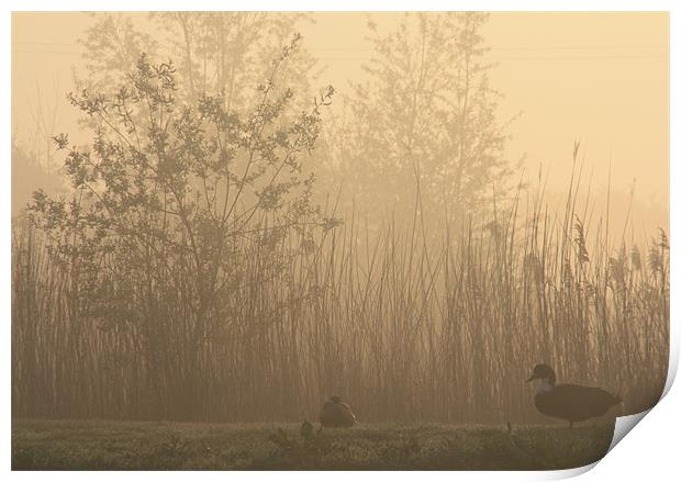 Ducks at dawn Print by Linsey Williams