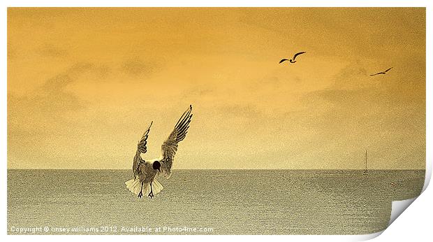 Incoming gulls Print by Linsey Williams