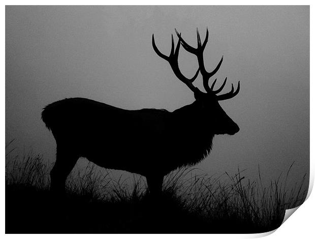 Stag silhouette Print by Linsey Williams