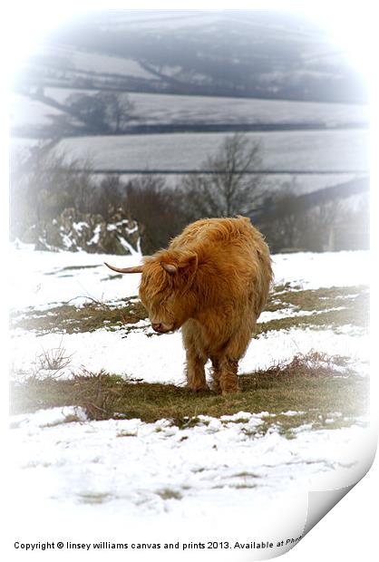 Highland Cow Print by Linsey Williams