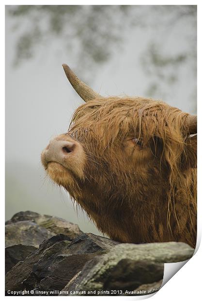 Highland Beast Print by Linsey Williams