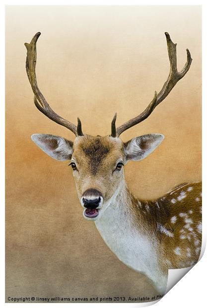 Fallow Deer Stag Print by Linsey Williams