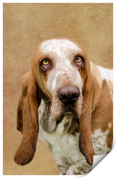 The Basset Hound Print by Linsey Williams