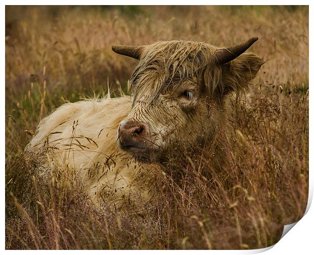 Camouflaged Cow Print by Linsey Williams