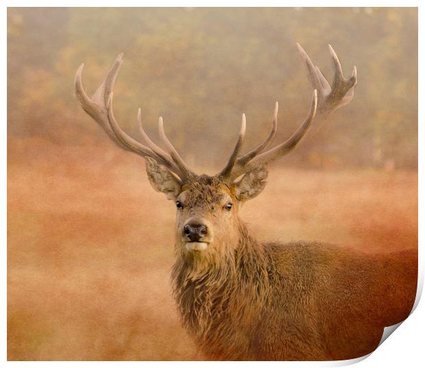 Red Deer Stag  Print by Linsey Williams