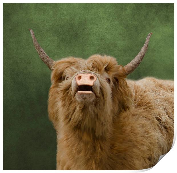 Heelan Coo Print by Linsey Williams