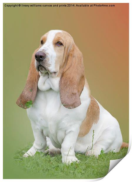  Portrait Of A Basset Hound Print by Linsey Williams