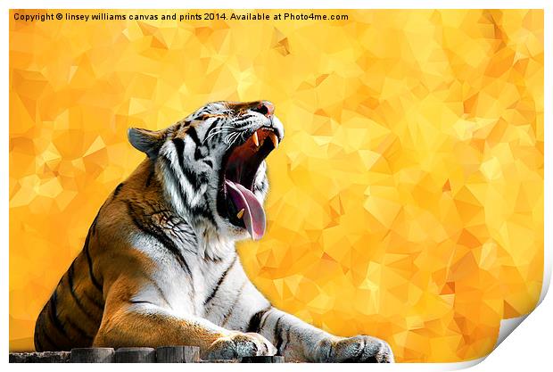  Golden Tiger Moment Print by Linsey Williams