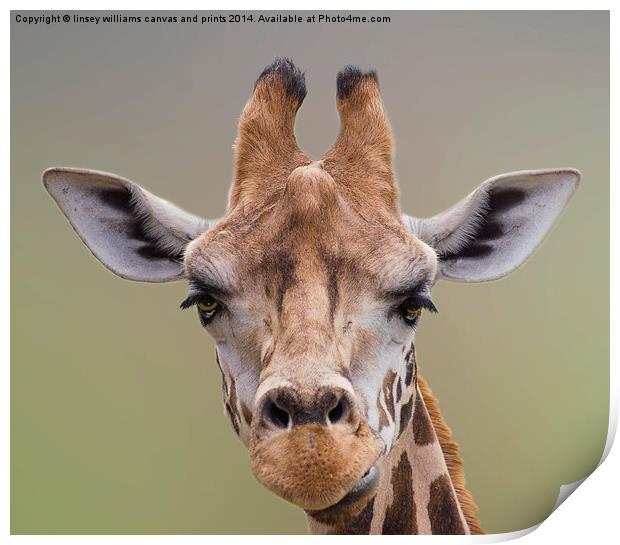 Giraffe. I Am Beautiful Print by Linsey Williams