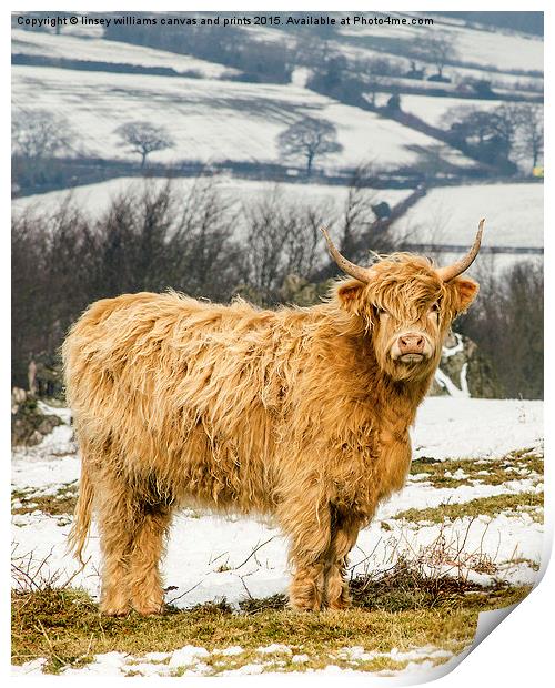  The Highland Cow Print by Linsey Williams