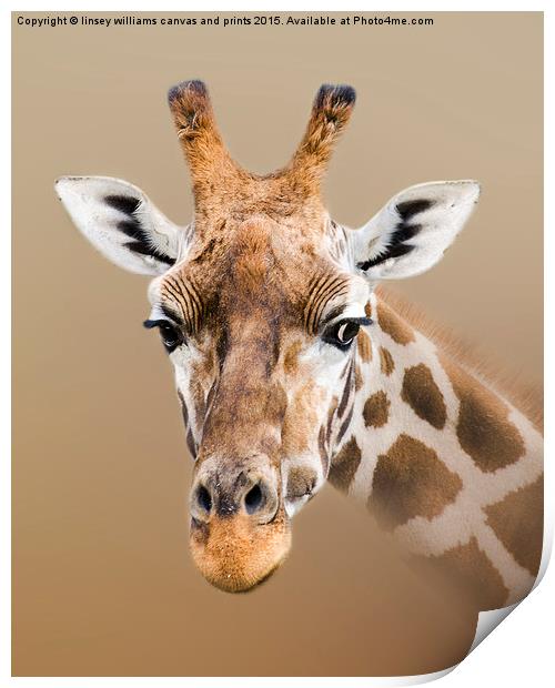 Beautiful Giraffe  Print by Linsey Williams
