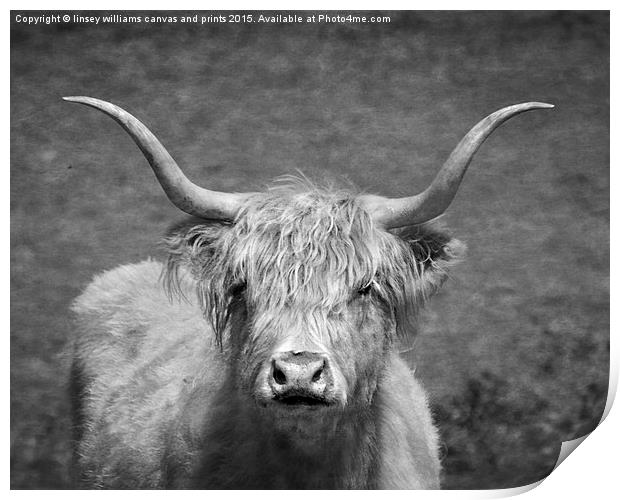  Highland cow 1 Print by Linsey Williams