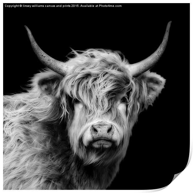 Highland Cow Portrait Print by Linsey Williams