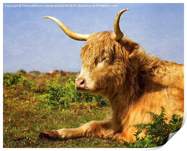 Highland Cows. Sleepy In The Sunshine With Texture Print by Linsey Williams