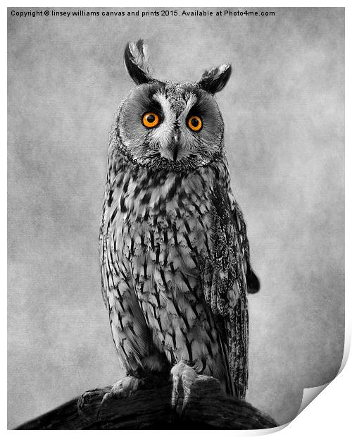 Long Eared Owl Print by Linsey Williams