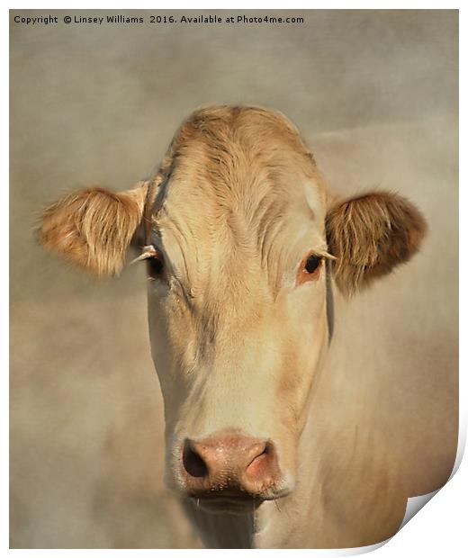 Cow Portrait Print by Linsey Williams