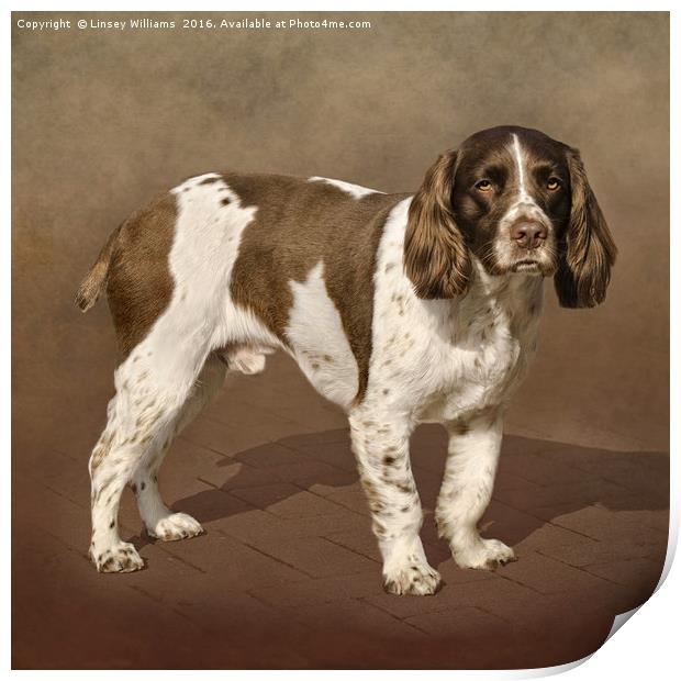 English Springer Spaniel Print by Linsey Williams