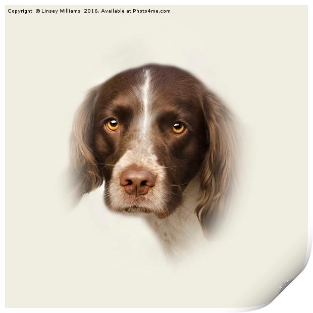 English Springer Spaniel 2 Print by Linsey Williams