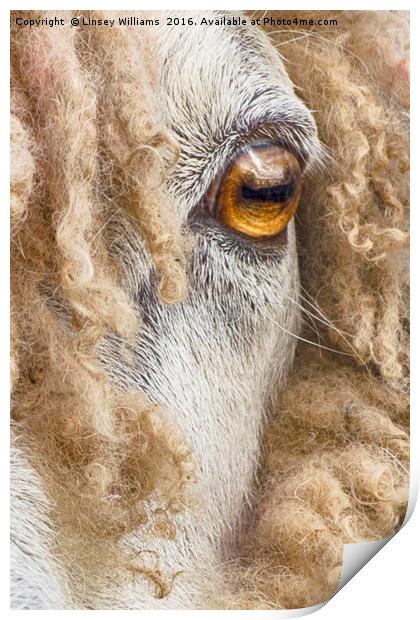 Leicester Longwool Sheep 2 Print by Linsey Williams