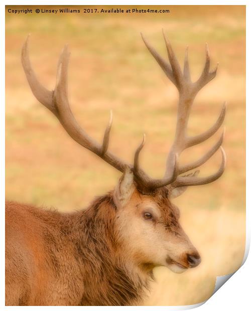 Red Deer Stag Print by Linsey Williams