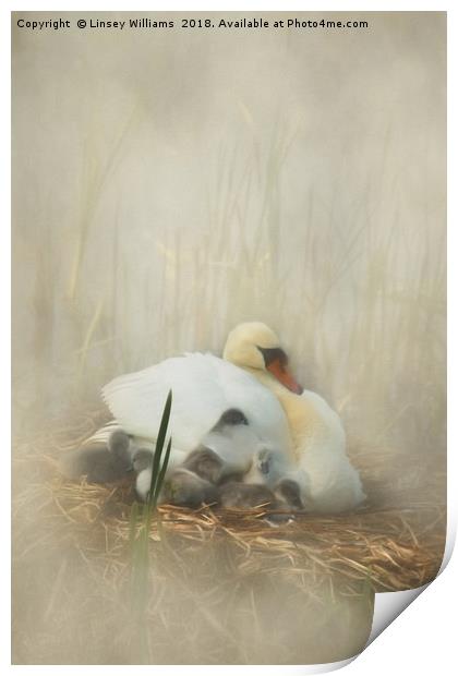Cygnets Staying Close to Mother Print by Linsey Williams