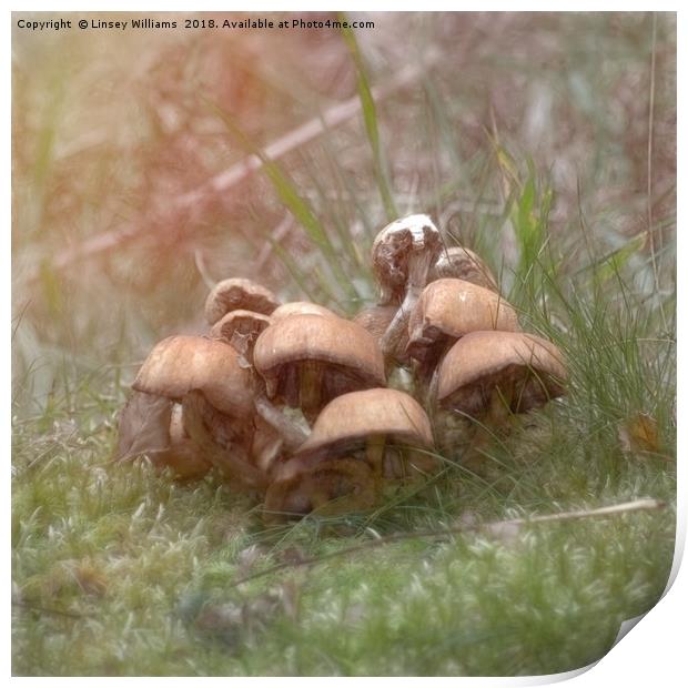 Toadstools Print by Linsey Williams