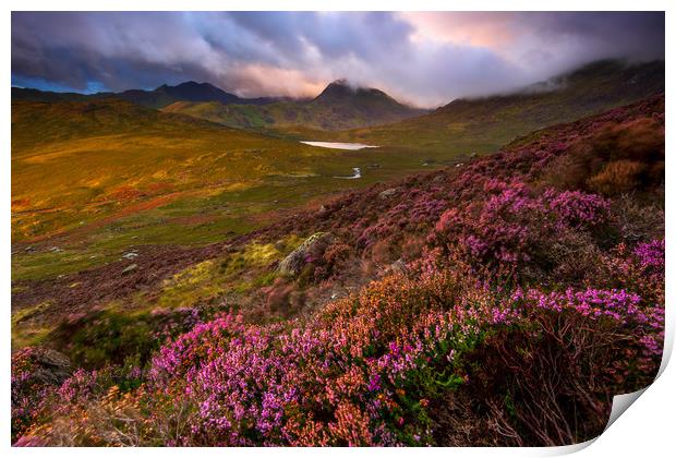 Blooming heathers over the Glyders mountain of Sno Print by J.Tom L.Photography